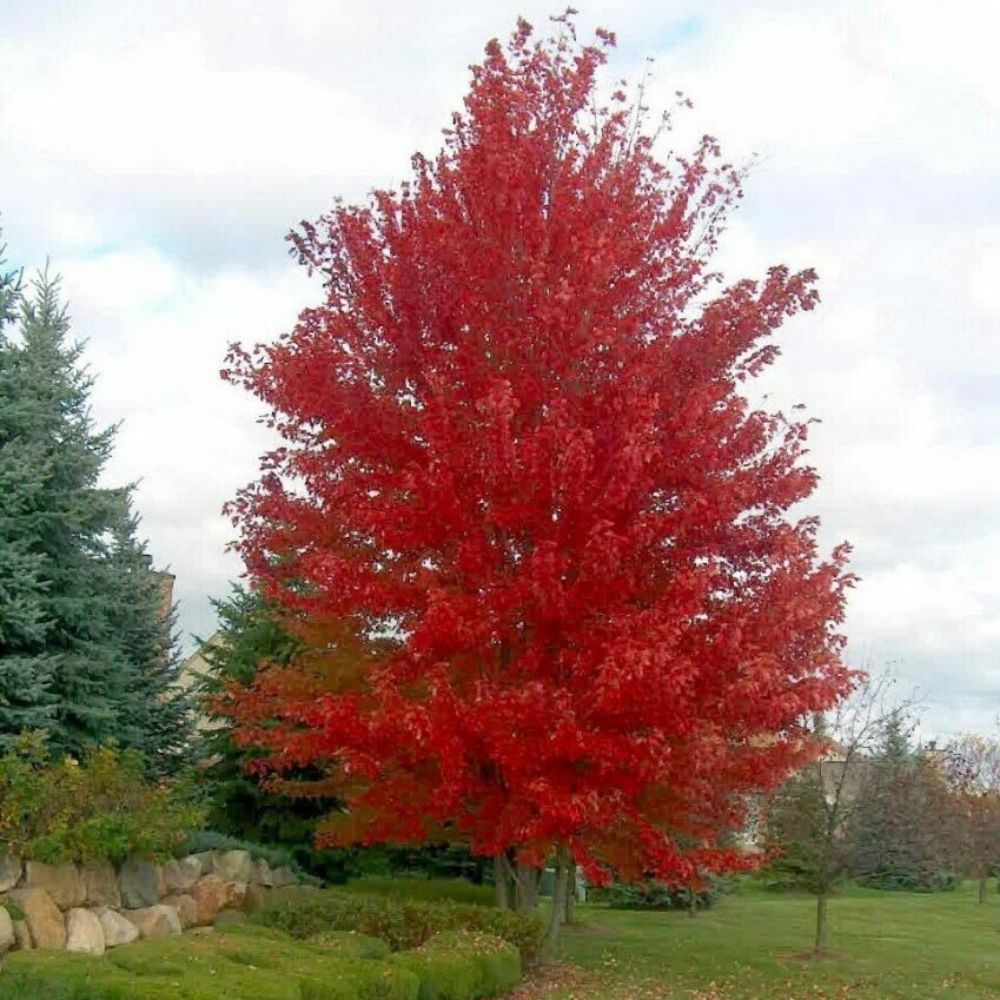 10 Acer X Freemanii Autumn Blaze Hybrid Red Maple Tree Seeds For Planting | www.seedsplantworld.com