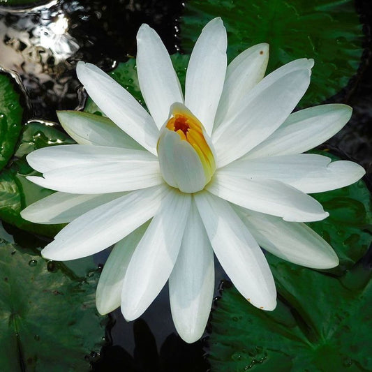 5 Nymphaea Pubescens White Water Lily Seeds For Planting | www.seedsplantworld.com