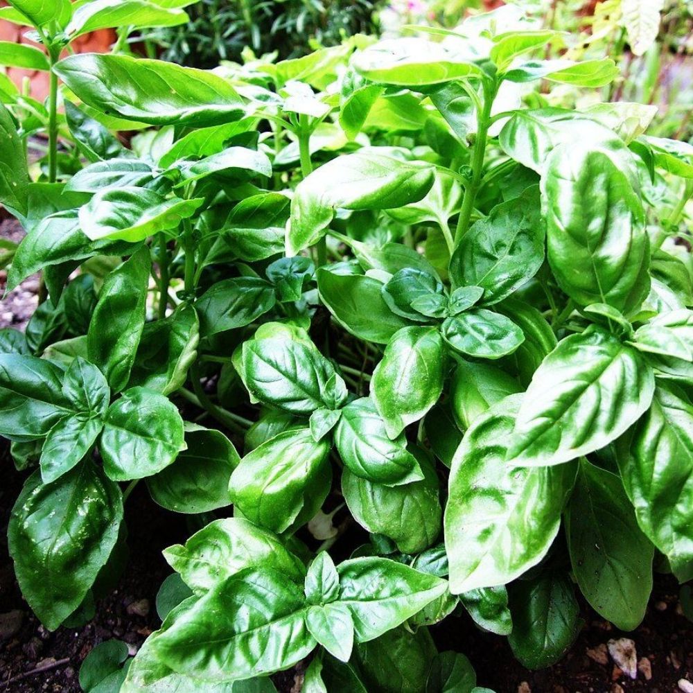 10 Ocimum Basilicum Basil Herb Seeds For Planting | www.seedsplantworld.com