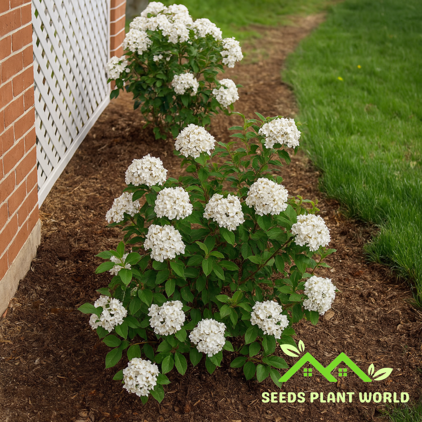 10 Viburnum Carlesii Compactum Koreanspice Fragrant Seeds For Planting