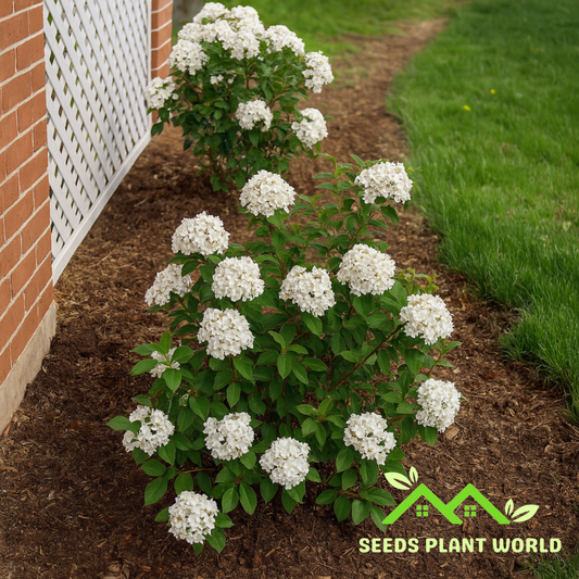 10 Viburnum Carlesii Compactum Koreanspice Fragrant Seeds For Planting
