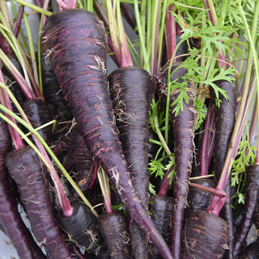 200 Black Nebula Carrot, NON-GMO, Deep Purple, Antioxidant Vegetable Seeds