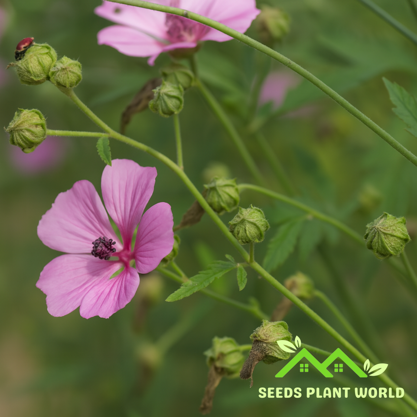 10 Althaea Cannabina Palm Leaved Marsh Mallow Seeds For Planting
