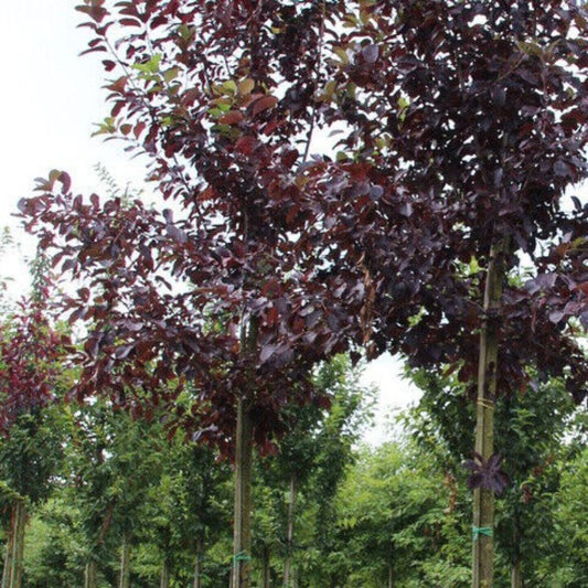 5 Prunus Virginiana Shubert Purple Chokecherry Tree Seeds For Planting | www.seedsplantworld.com