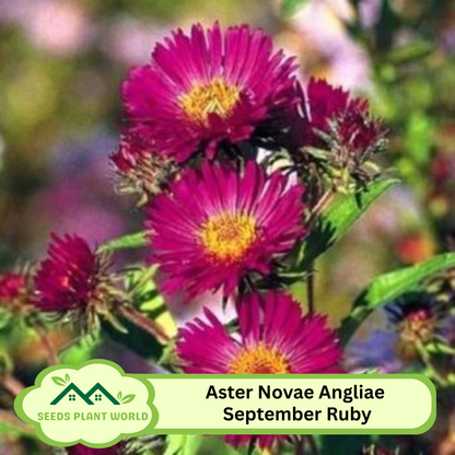 10 Aster Novae Angliae September Ruby Seeds For Planting