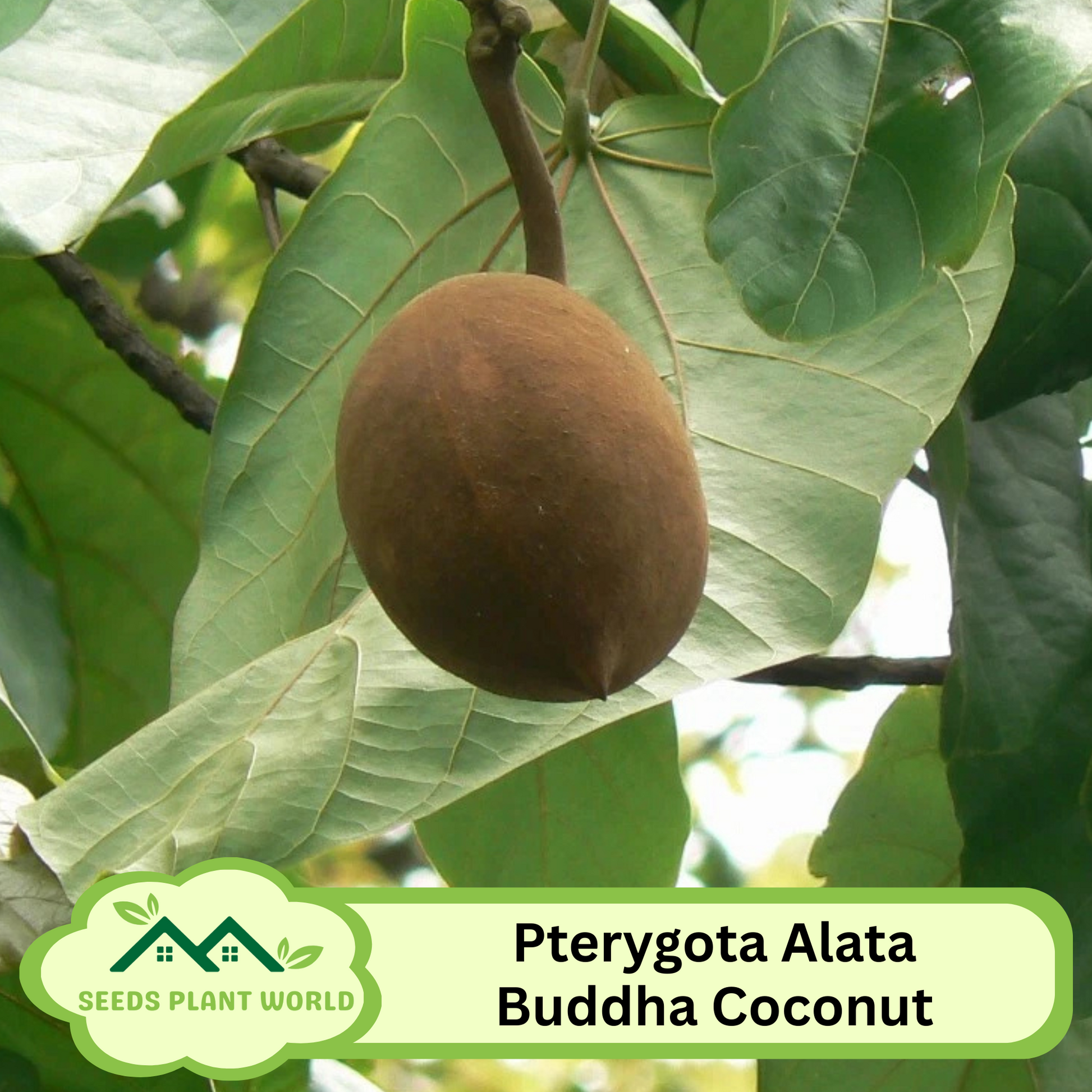 5 Pterygota Alata Buddha Coconut Tree Seeds For Planting | www.seedsplantworld.com