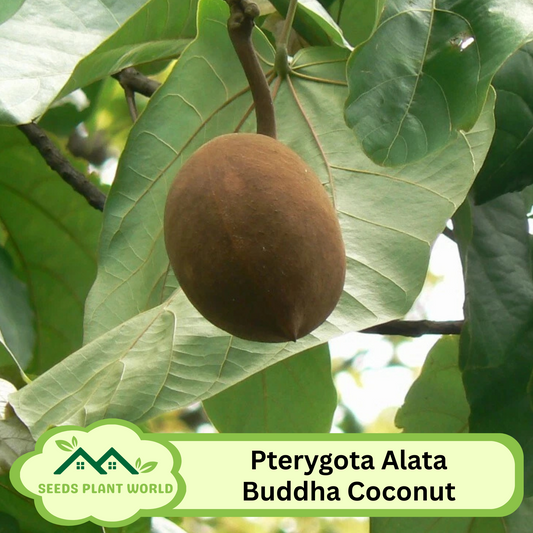 5 Pterygota Alata Buddha Coconut Tree Seeds For Planting | www.seedsplantworld.com