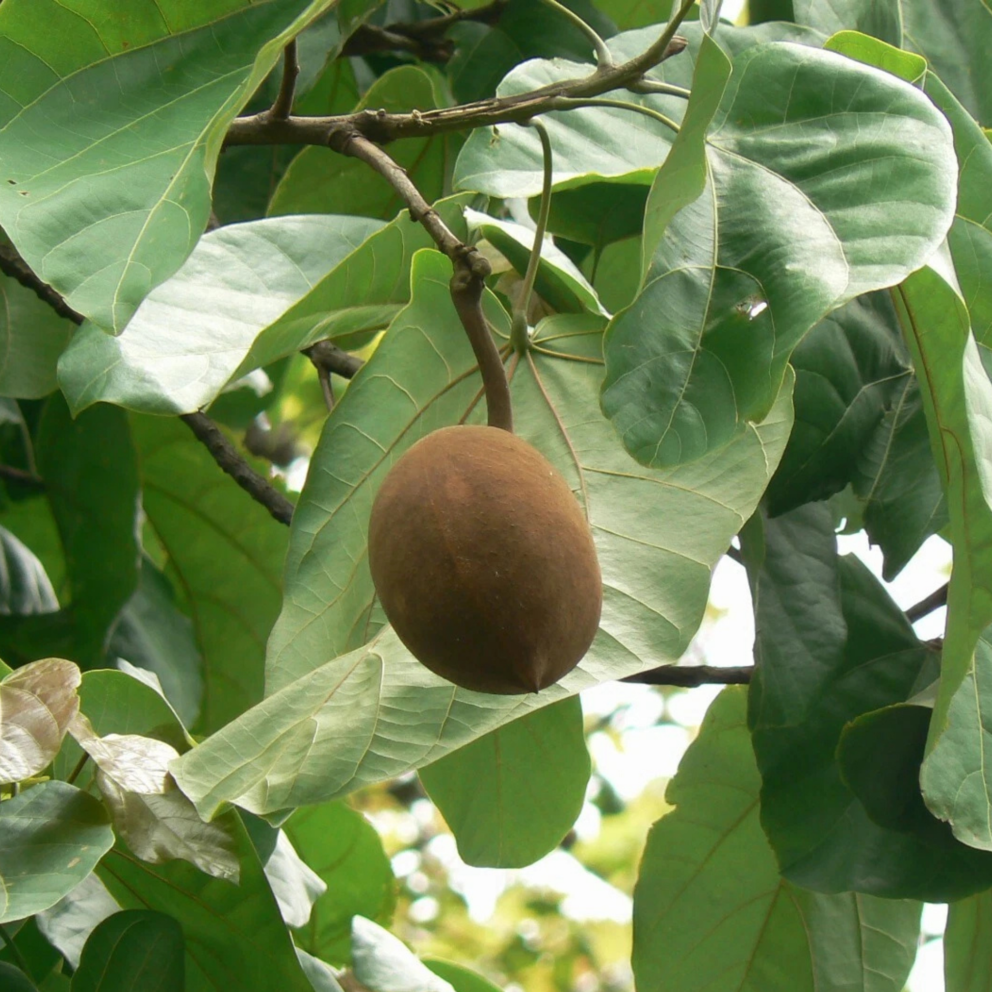 5 Pterygota Alata Buddha Coconut Tree Seeds For Planting | www.seedsplantworld.com