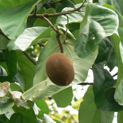 5 Pterygota Alata Buddha Coconut Tree Seeds For Planting | www.seedsplantworld.com
