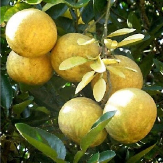 5 Aegle Marmelos Bengal Quince Tree Seeds For Planting | www.seedsplantworld.com