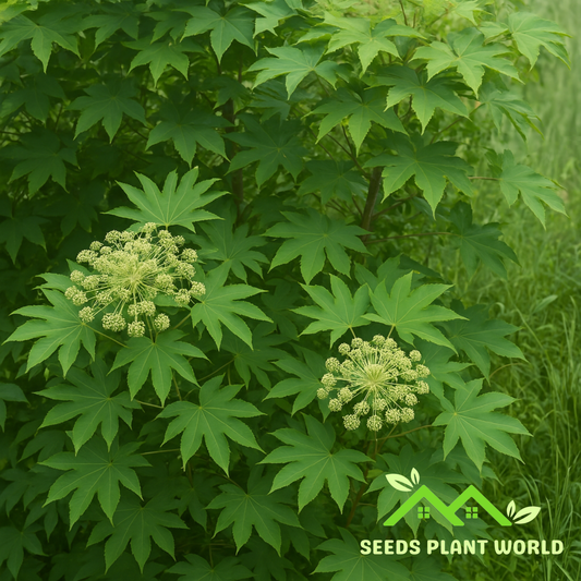 5 Kalopanax Pictus Aralia Tree Seeds For Planting