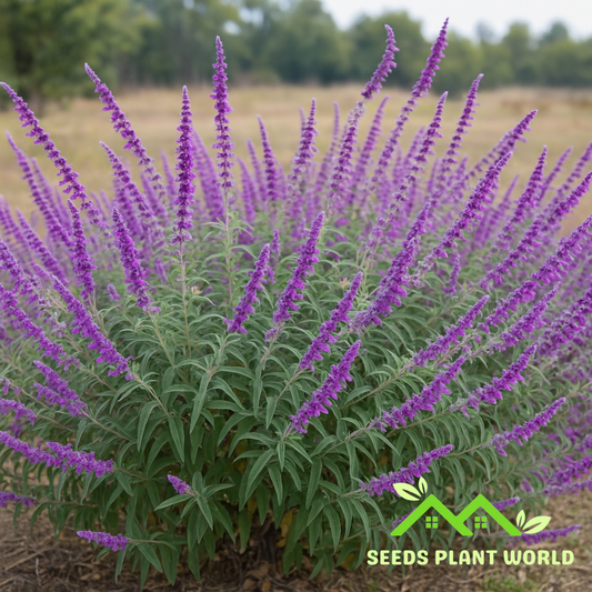 10 Salvia Leucantha Mexican Bush Sage Seeds For Planting