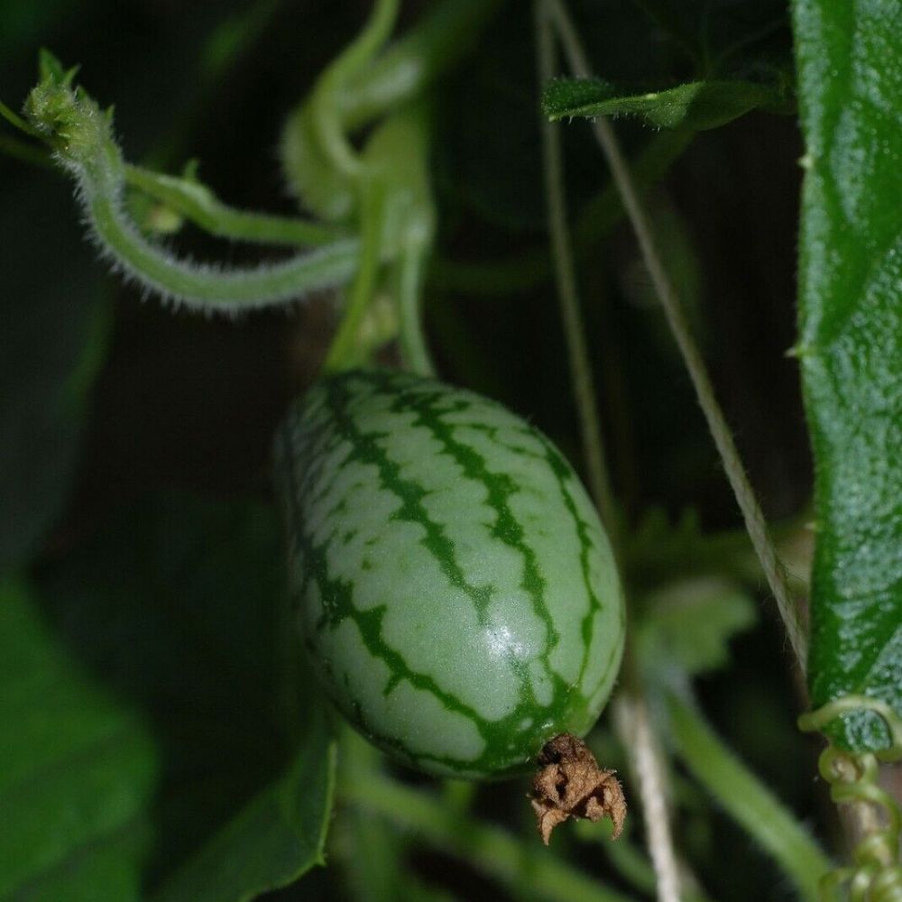 5 Melothria Scabra Cucamelon Seeds For Planting | www.seedsplantworld.com