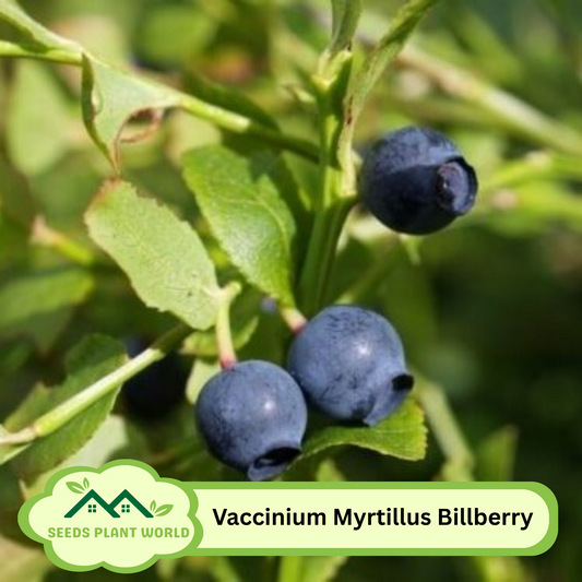10 Vaccinium Myrtillus Seeds – Bilberry Shrub Fruit Seeds for Planting