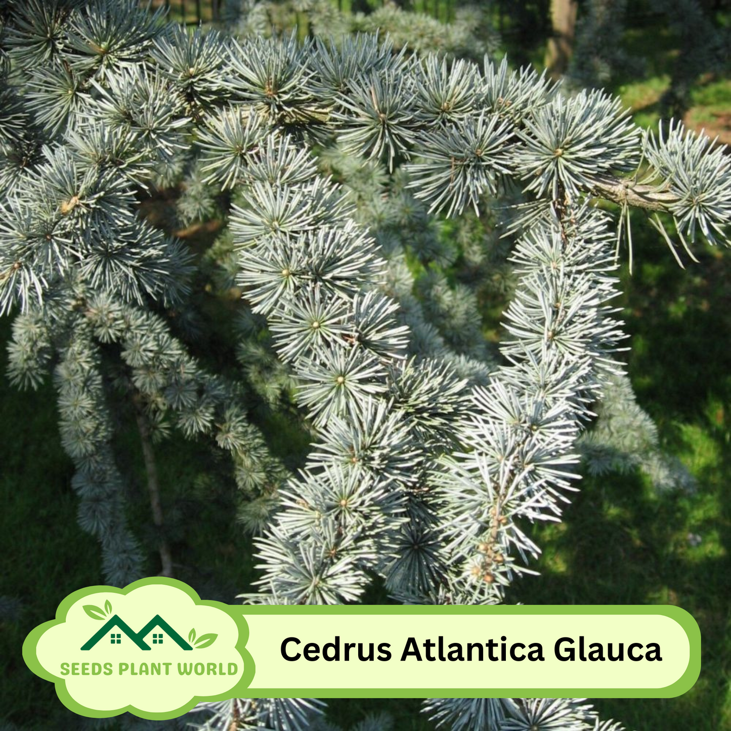 5 Cedrus Atlantica Glauca Seeds – Blue Atlas Mountain Cedar Tree Seeds