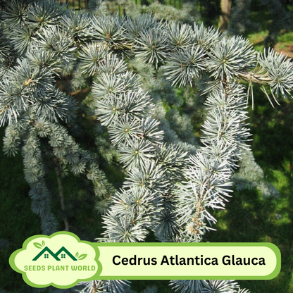 5 Cedrus Atlantica Glauca Seeds – Blue Atlas Mountain Cedar Tree Seeds