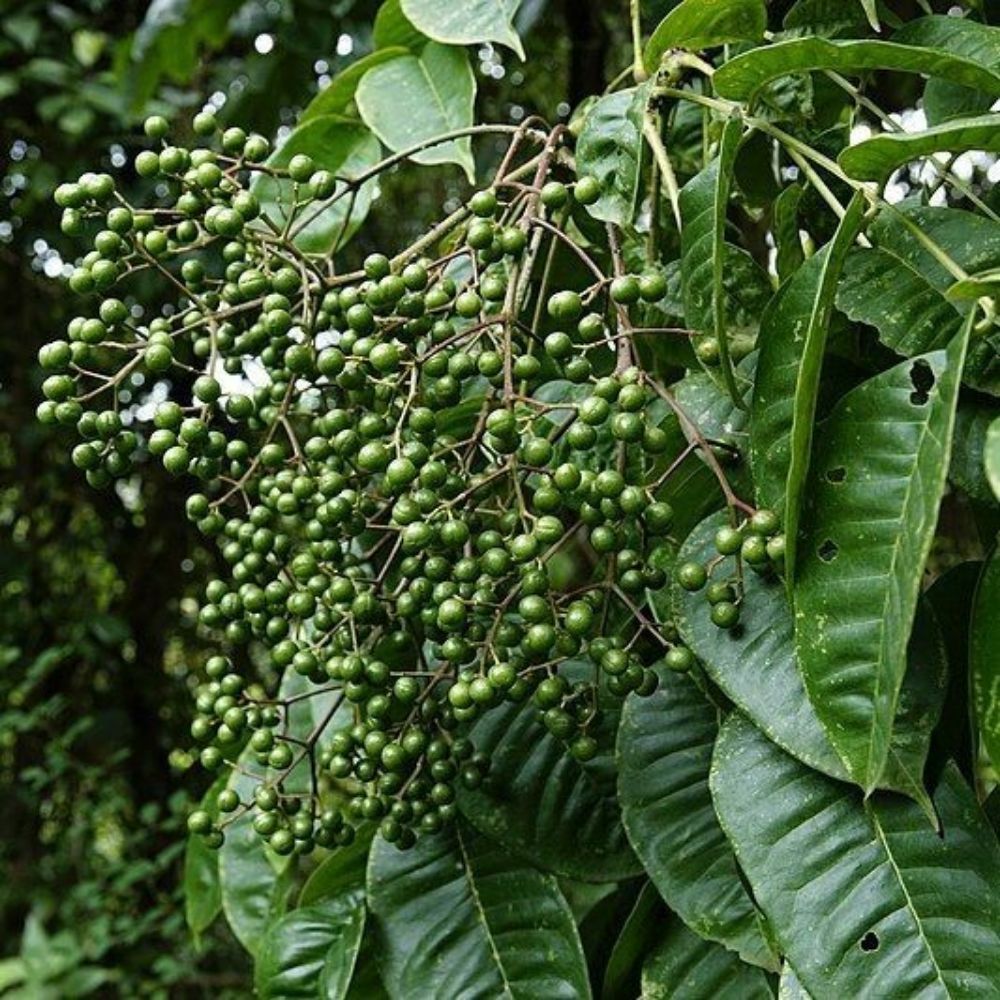 5 Zanthoxylum Rhetsa India Pepper Seeds For Planting | www.seedsplantworld.com