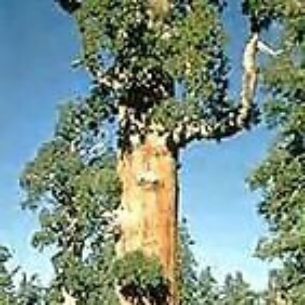 10 Sequoiadendron Giganteum Giant Sequoia Seeds For Planting | www.seedsplantworld.com