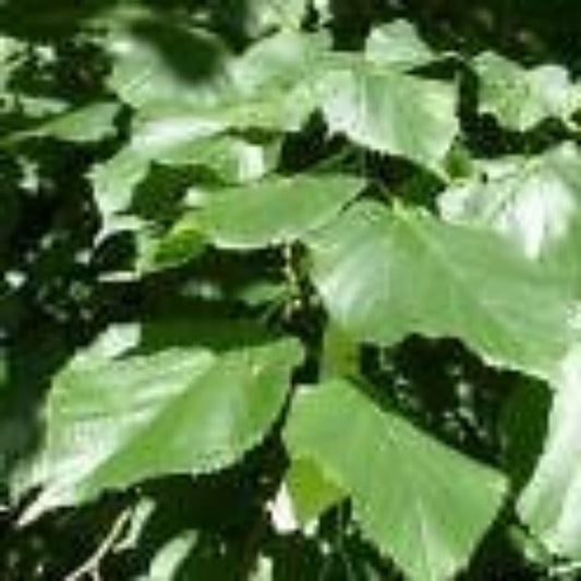 5 Tilia Cordata Littleleaf Linden Tree Seeds For Planting | www.seedsplantworld.com
