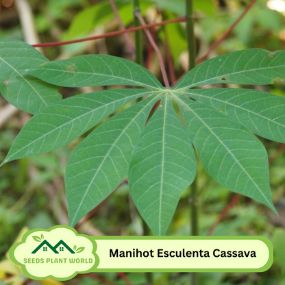 5 Cassava Yuca Seeds – Manihot Esculenta for Tapioca Root & Tropical Garden