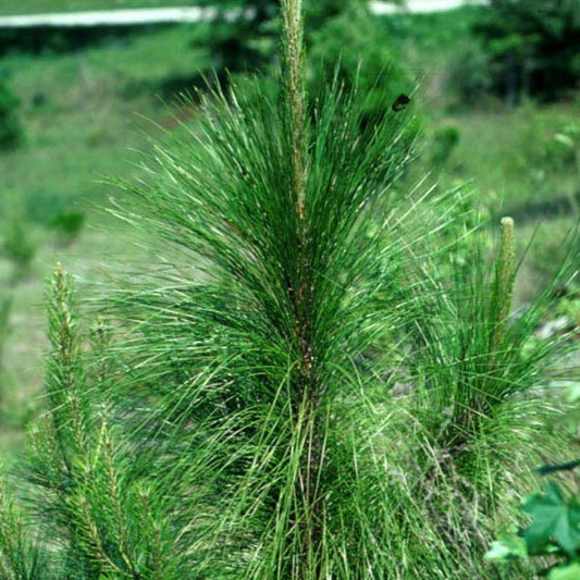 5 Pinus Palustris Longleaf Pine Tree  Seeds For Planting | seedsplantworld
