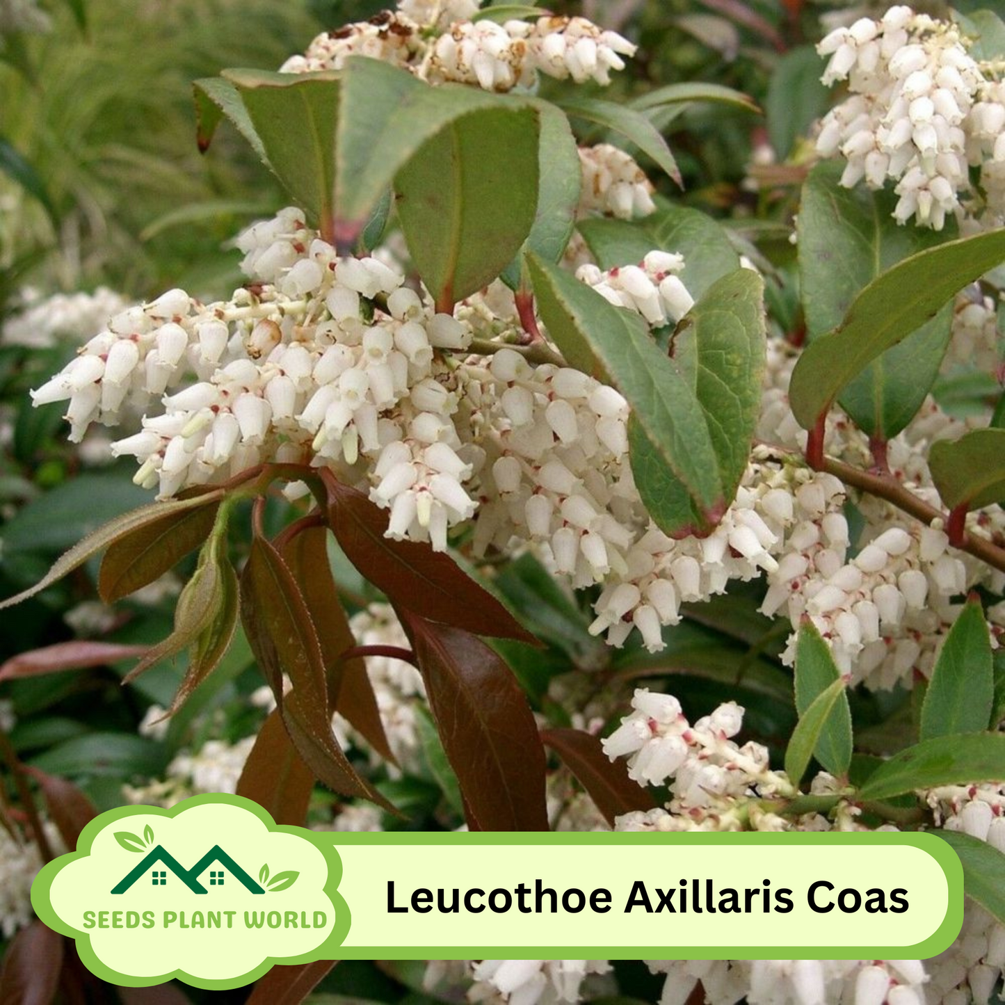 5 Leucothoe Axillaris Seeds – Rare Coast Leucothoe Shrub for Shade Gardens