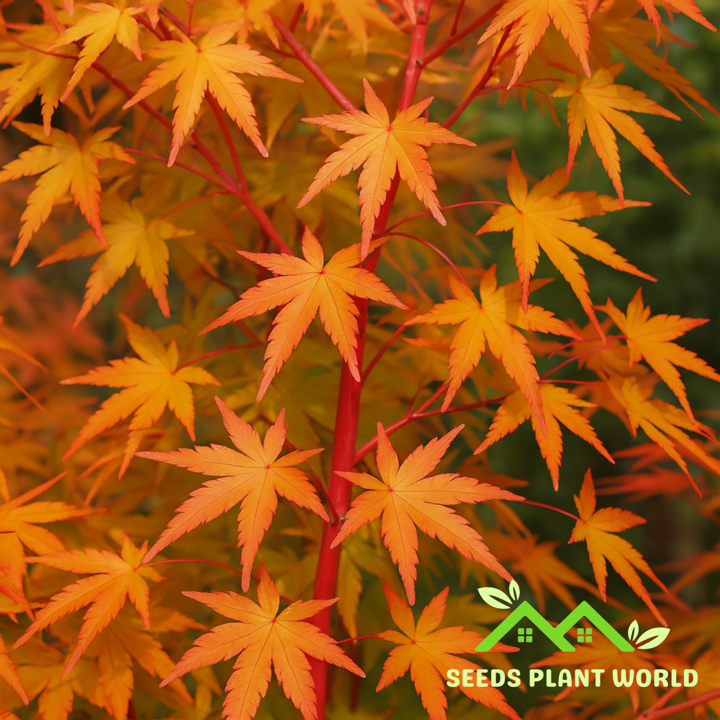 5 Acer Palmatum Sango Kaku Seeds – Coral Bark Japanese Maple Tree