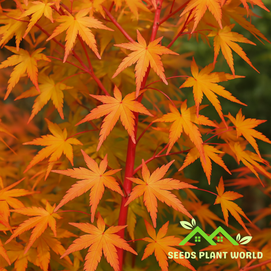 5 Acer Palmatum Sango Kaku Seeds – Coral Bark Japanese Maple Tree