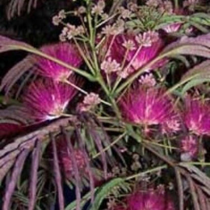 5 Albizia Summer Chocolate Purple Mimosa Tree Seeds For Planting | seedsplantworld