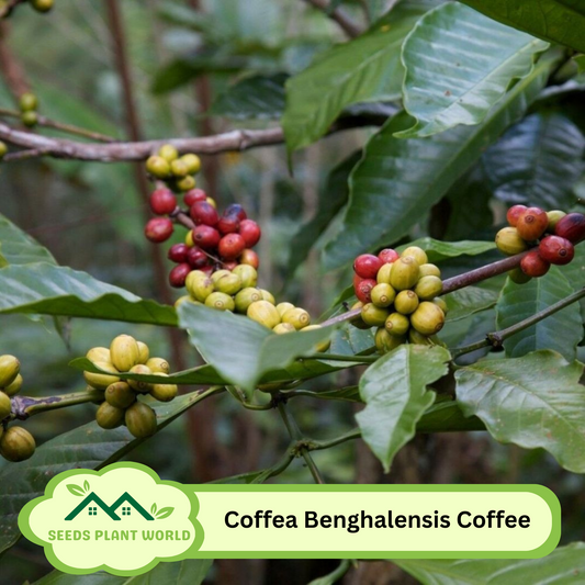 5 Coffea Benghalensis Seeds – Rare Bengal Coffee Fruit Plant for Tropical Gardens