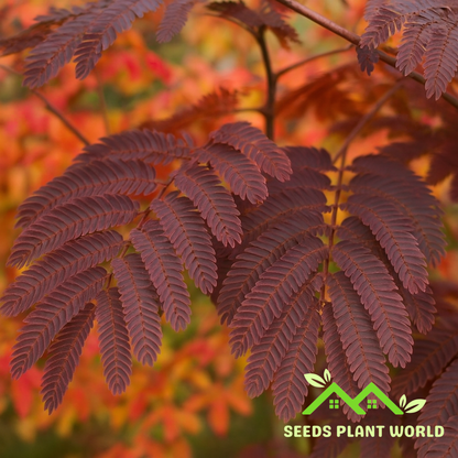5 Albizia Summer Chocolate Seeds – Purple Mimosa Tree for Planting