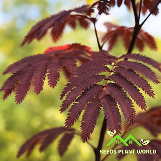 5 Albizia Summer Chocolate Seeds – Purple Mimosa Tree for Planting