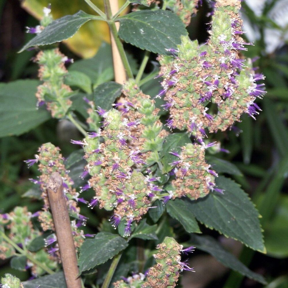 5 Pogostemon Cablin Patchouli Herb Seeds For Planting | seedsplantworld