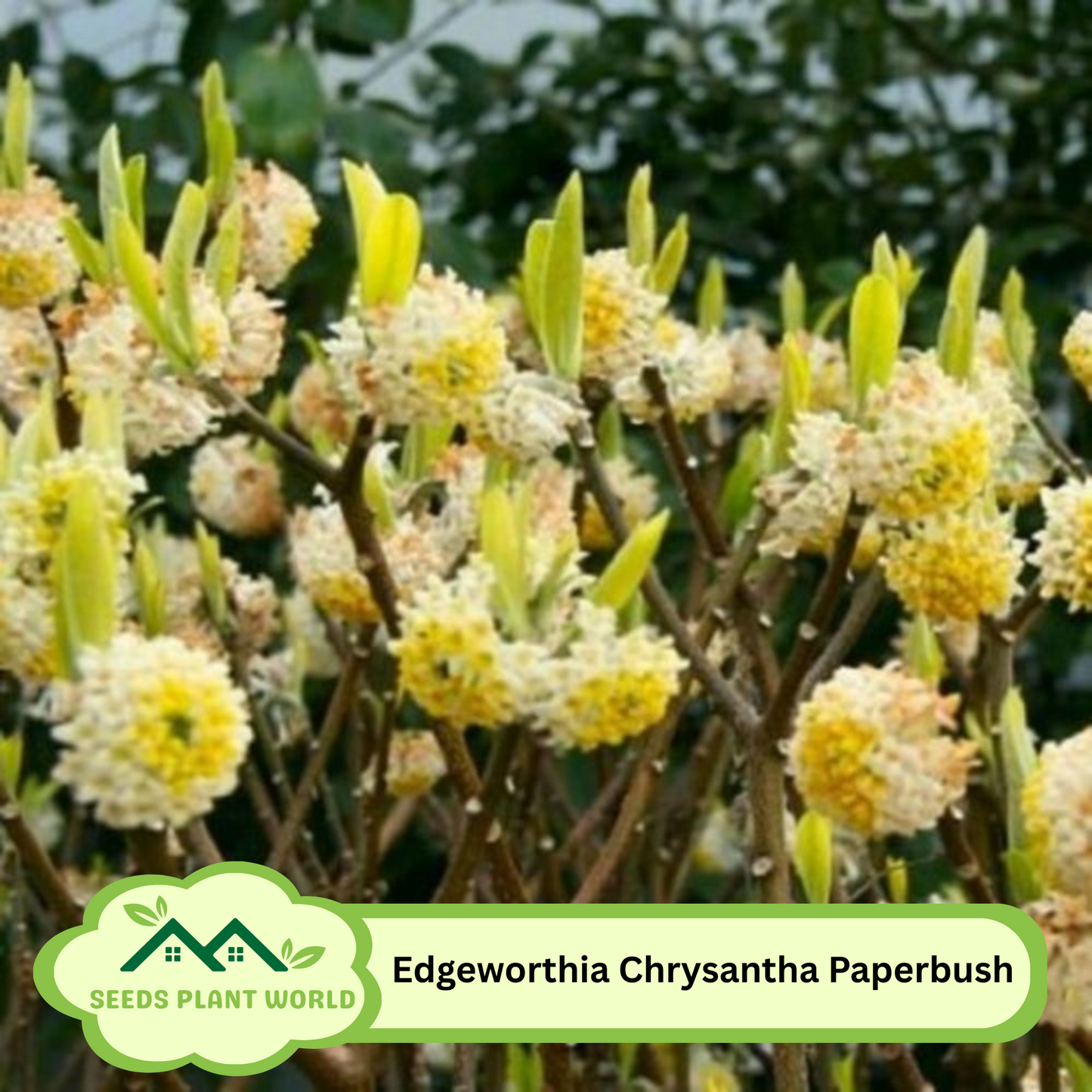 5 Edgeworthia Chrysantha Seeds – Fragrant Paperbush Yellow Winter Blooms