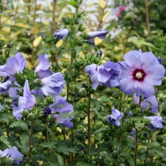 10 Hibiscus Syriacus Blue Satin Rose Of Sharon Seeds For Planting | seedsplantworld