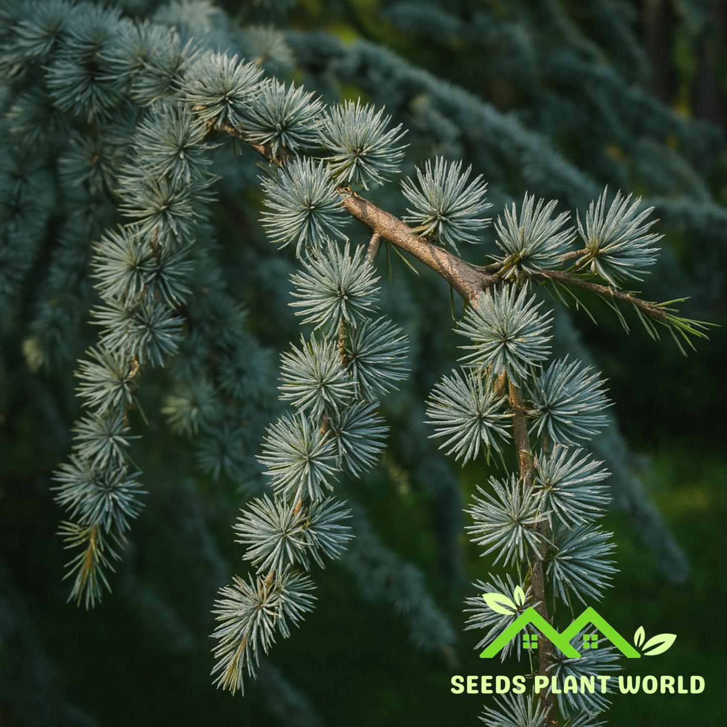 5 Cedrus Atlantica Glauca Seeds – Blue Atlas Mountain Cedar Tree Seeds