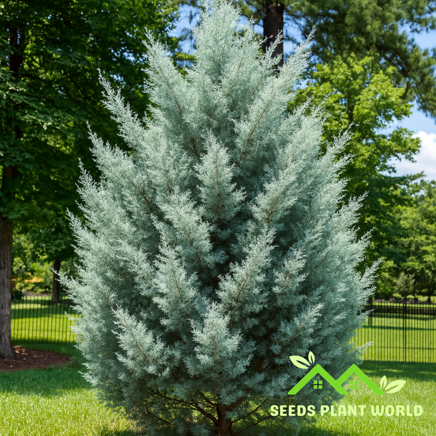 10 Blue Ice Cypress Seeds – Cupressus Arizonica Glabra Tree Seeds for Planting