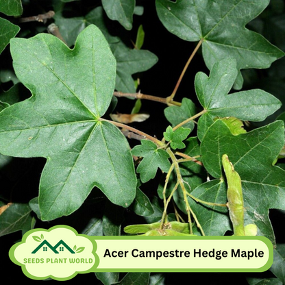 10 Acer Campestre Seeds – Hardy Hedge Maple Tree for Urban Gardens