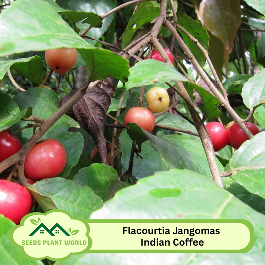 5 Flacourtia Jangomas Seeds – Indian Coffee Plum Fruit Tree Seeds