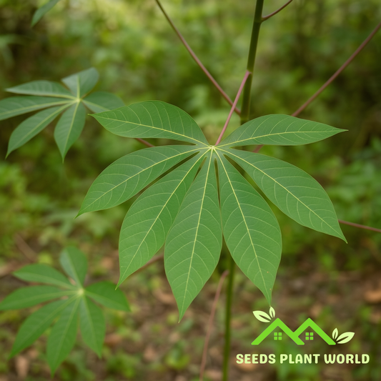 5 Cassava Yuca Seeds – Manihot Esculenta for Tapioca Root & Tropical Garden