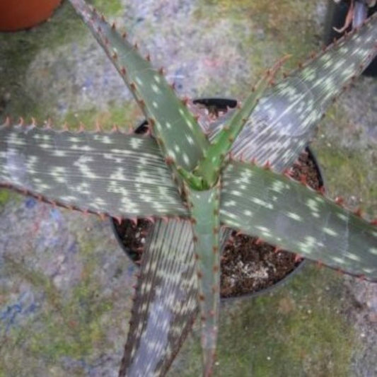 5 Aloe Immaculata Seeds For Planting | www.seedsplantworld.com