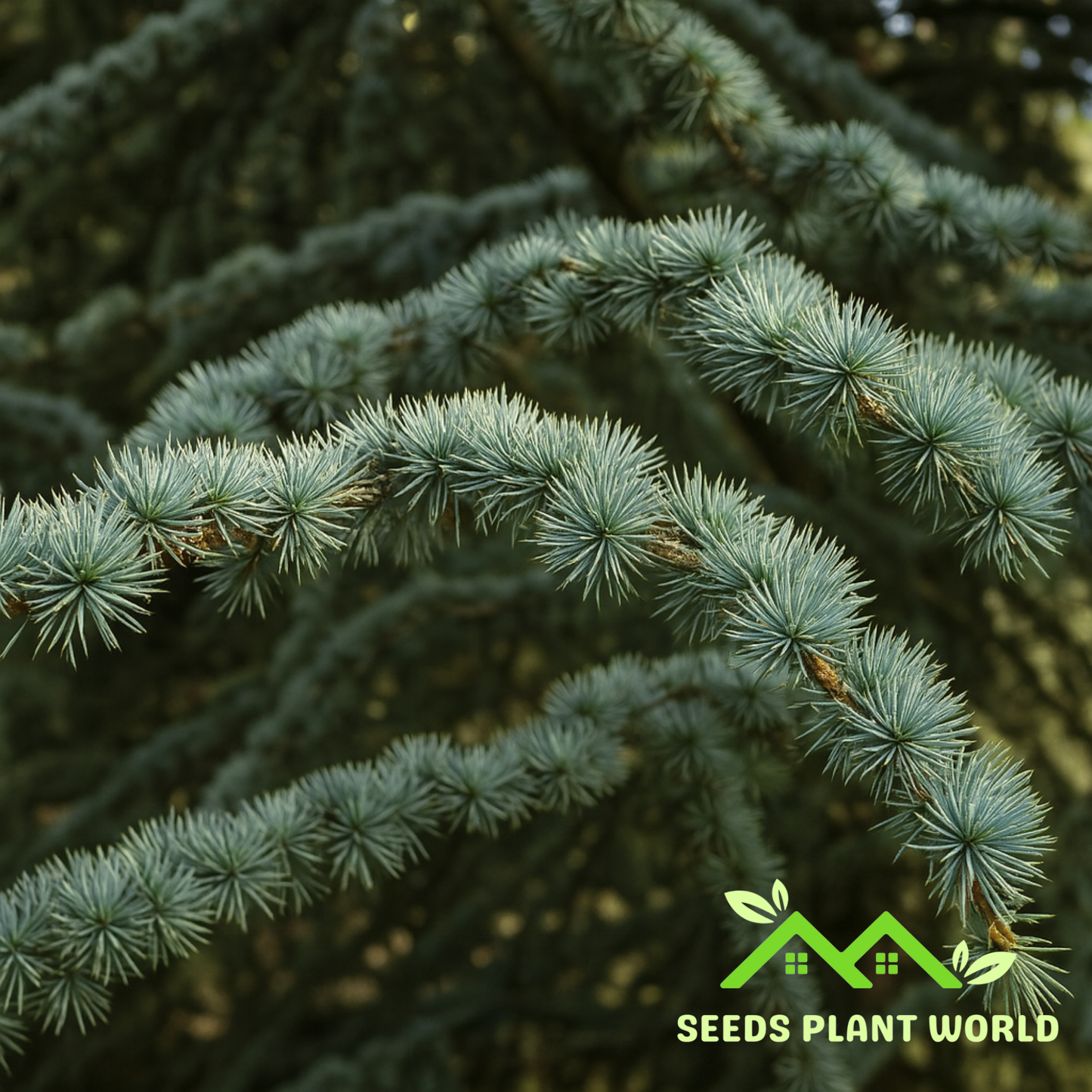 5 Cedar of Lebanon Seeds – Cedrus Libani Ancient Sacred Tree for Landscaping