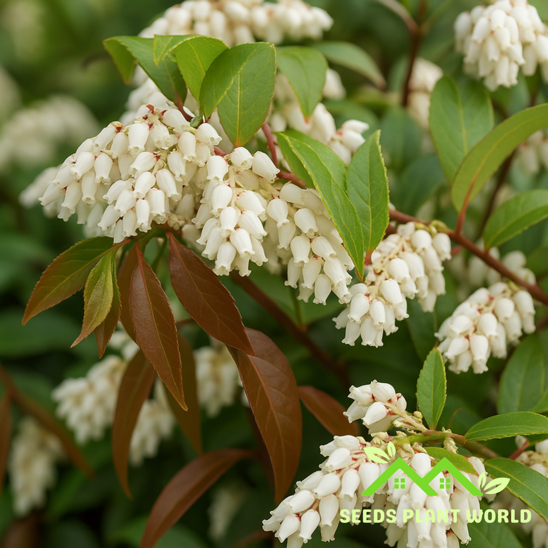 leucothoe scarletta plant 5 Leucothoe Axillaris Seeds – Rare Evergreen Shrub for Shade Gardens –  Seeds Plant World