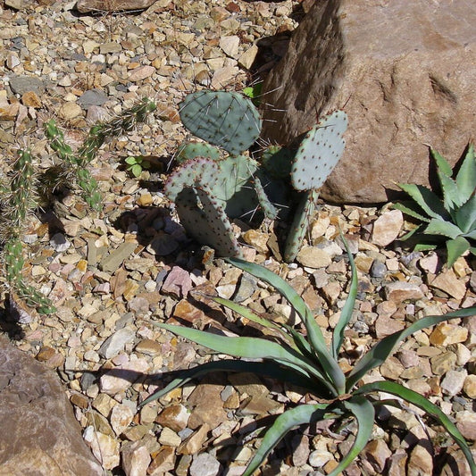 5 Opuntia Chlorotica Santa Rita Purple Prickly Pear Cactus Seeds For Planting | www.seedsplantworld.com