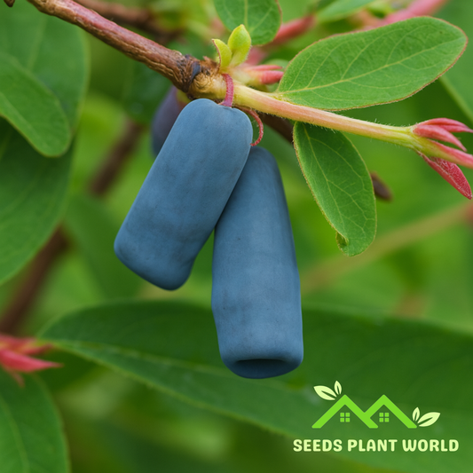 5 Lonicera Caerulea Edulis Seeds – Cold Hardy Honeyberry Fruit for Planting