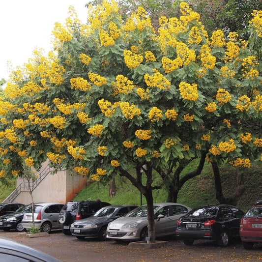 5 Cassia Spectabilis Golden Senna Yellow Flowers Seeds For Planting | www.seedsplantworld.com