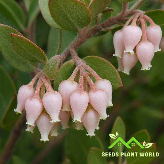 5 Arctostaphylos Canescens Seeds – Rare California Manzanita Shrub