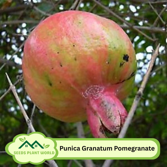 5 Punica Granatum Seeds – Hardy Pomegranate Fruit Seeds for Planting