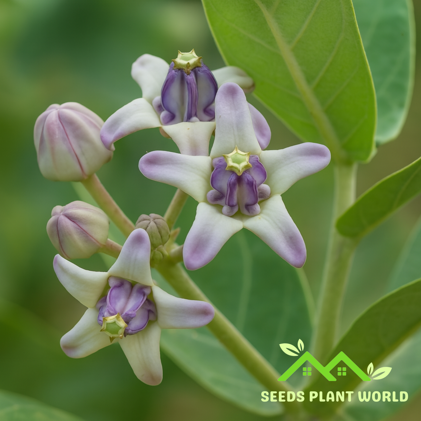 5 Calotropis Gigantea Seeds – Giant Milkweed Crown Flower for Pollinators