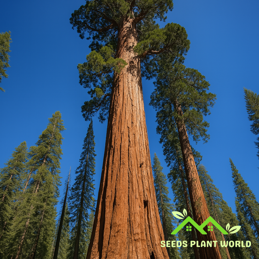 10 Sequoiadendron Giganteum Seeds – Giant Sequoia Tree Seeds for Planting